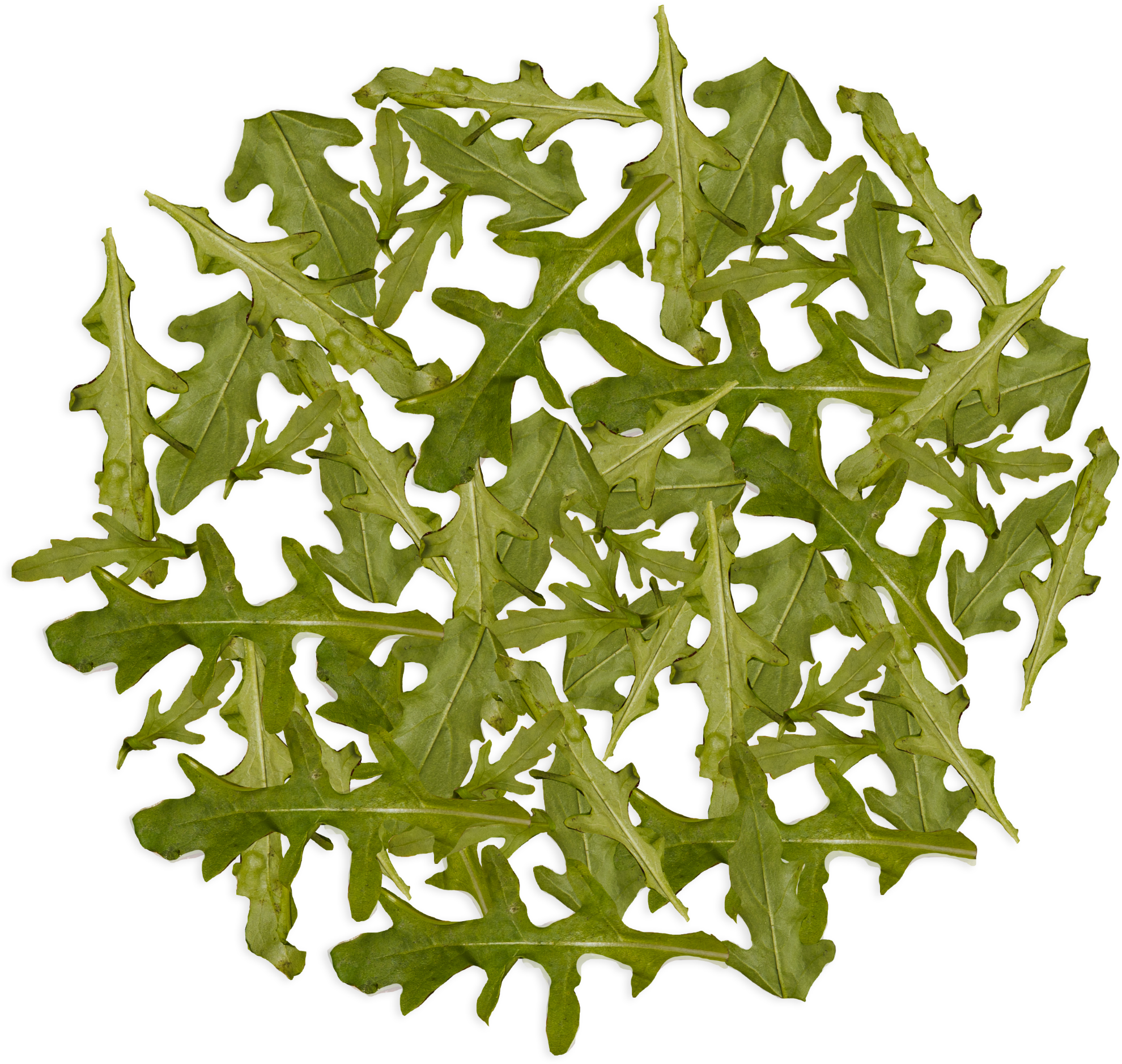 Gražgarstės 15g 24cm